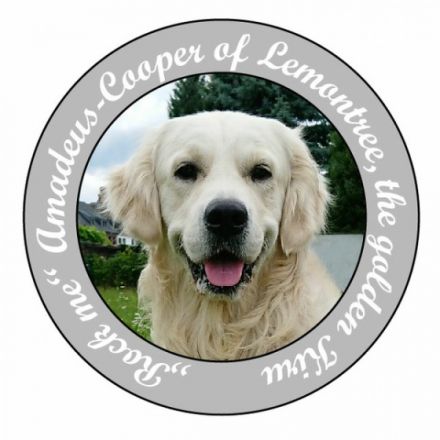 Rock me Amadeus-Cooper of Lemontree, the golden Kiru