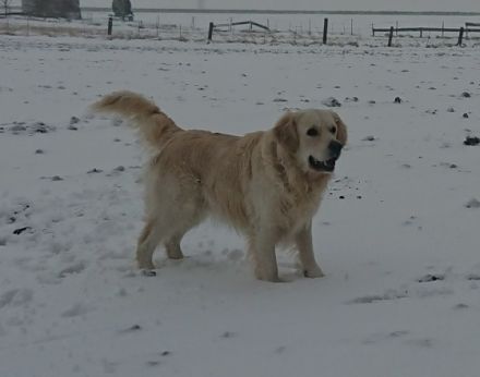 Rock me Amadeus-Cooper of Lemontree, the golden Kiru