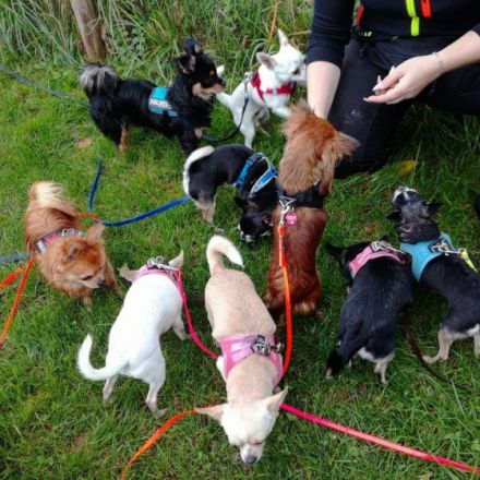 Franziska Zwergenaufstand - Schule und Betreuung