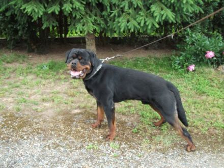 Darck Allusion of nordic highlands