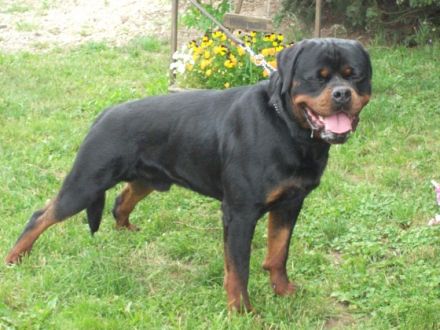 Darck Allusion of nordic highlands