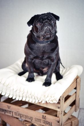 Adam vom kleinen Muck