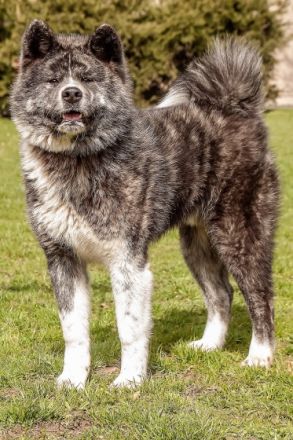 O Ichiro Go Hiromitsu