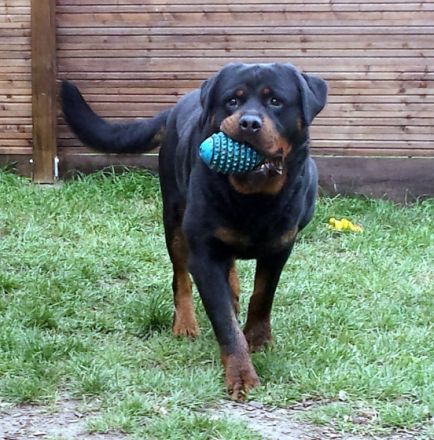Drago vom heiligen Häuschen