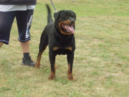 Drago vom heiligen Häuschen