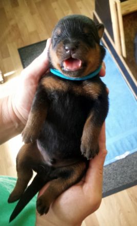 Drago vom heiligen Häuschen