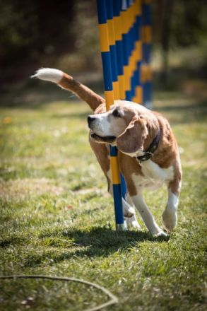 Hundeschule Maureen's Dogs
