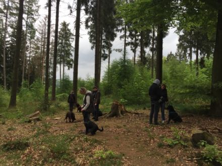 Hundetraining dog competence