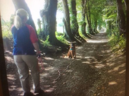 Hundetraining dog competence