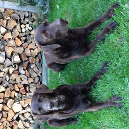 Hundetraining dog competence