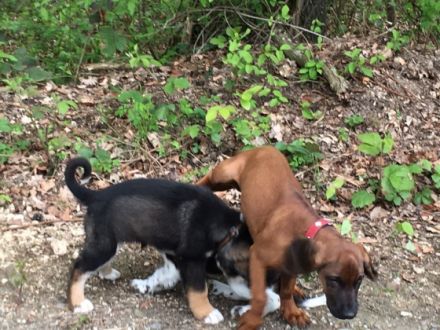 Seadogs Hundeschule am Bodensee