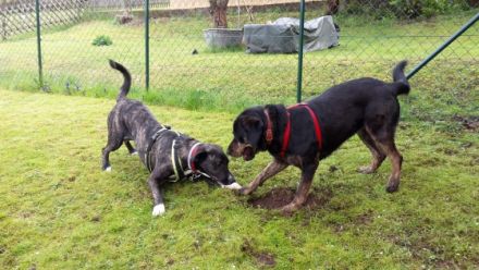 FairBindung Mensch Hund