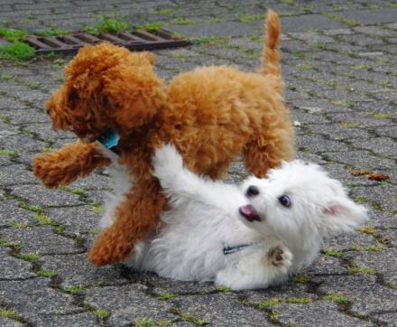 FairBindung Mensch Hund