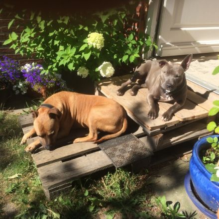 Hundepension am Turm