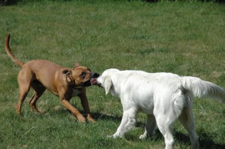 Hundepension am Turm