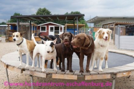 Hundetagesstätte im Hundezentrum Aschaffenburg