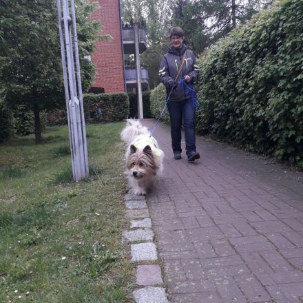 Der Lachende Hund
