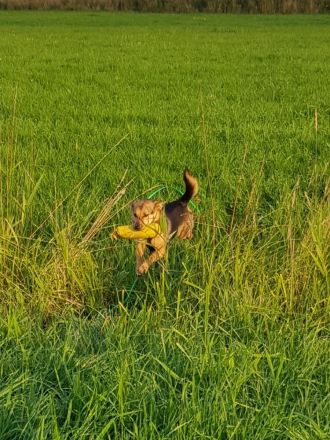 Der Lachende Hund