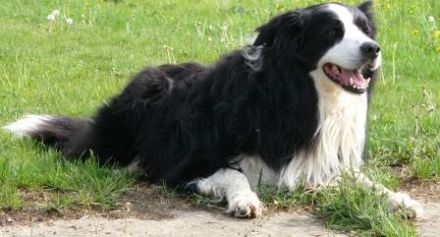 Agility Joy Applejack