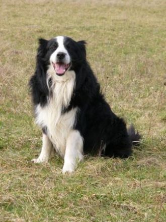 Agility Joy Applejack