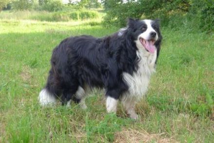 Agility Joy Applejack