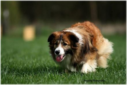 Deu (VDH) Ch Companion's Herbert For Brains 'n Beauty