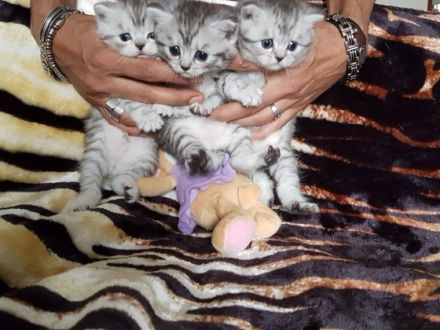 Vom Teddyschlösschen