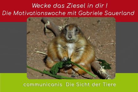Wecke das Ziesel in Dir ! Die Motivationswoche mit Gabriele Sauerland 08.01.25