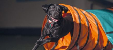 Hundesportzentrum Dog Dream Borchen