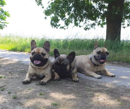 Französische Bulldoggen von Stepenitz