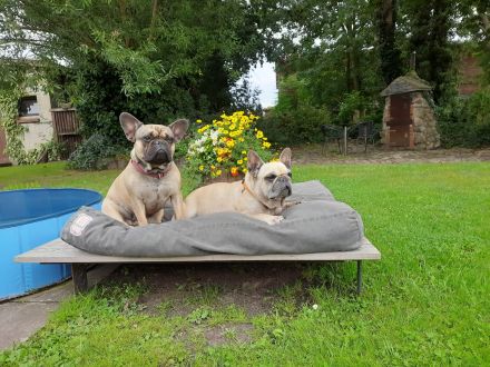 Französische Bulldoggen von Stepenitz