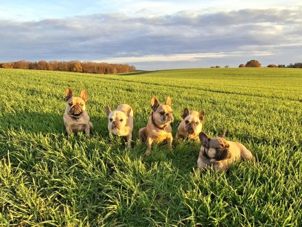 Französische Bulldoggen von Stepenitz