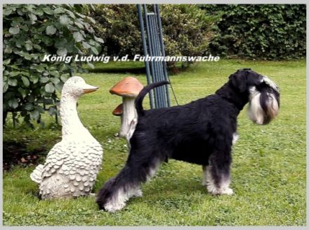 König Ludwig von der Fuhrmannswache