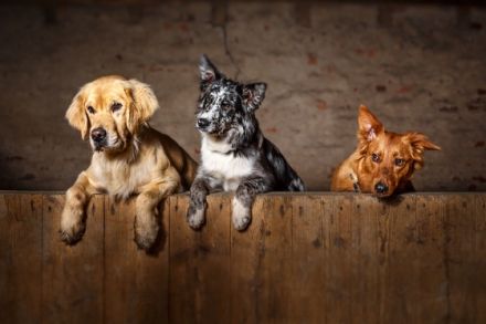 Tiertraining Leipzig