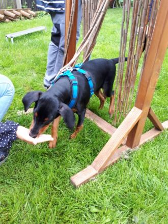 Tiertraining Leipzig