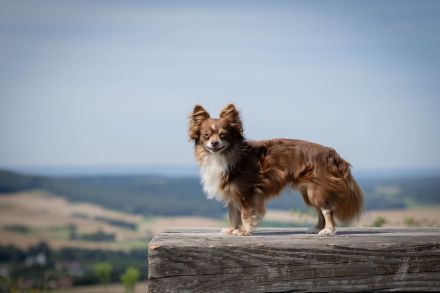 Nat. & Int. Champion Deckrüde