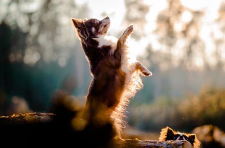 Nat. & Int. Champion Deckrüde