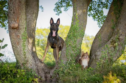 Nat. & Int. Champion Deckrüde