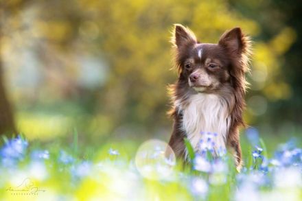 Nat. & Int. Champion Deckrüde