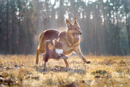 Nat. & Int. Champion Deckrüde