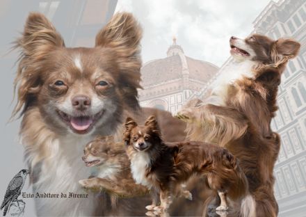 Nat. & Int. Champion Deckrüde