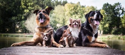 Nat. & Int. Champion Deckrüde