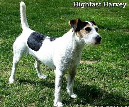 Highfast Harvey