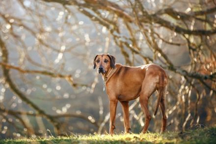 Oakhill Ridgeback