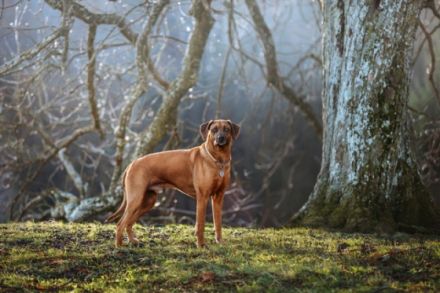 Oakhill Ridgeback