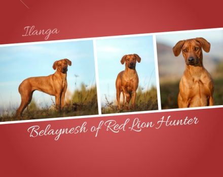 Oakhill Ridgeback
