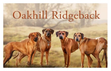 Oakhill Ridgeback