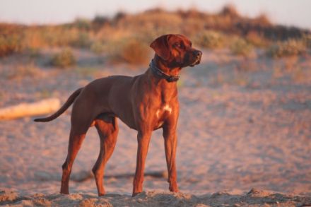 Dayo Abuya Saidu of Brownridge