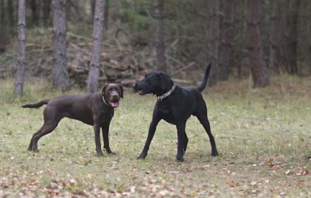 Hundeschule Bellodrom Eberswalde u. Windhundauslauf