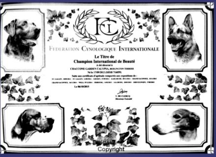 Chaccone Garden Calypsa